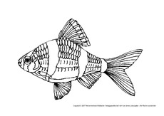 Fisch-1.pdf